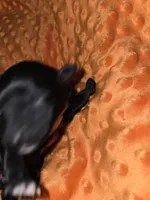 orange collar, a female Portuguese Water Dog for sale in Glasgow, KY – Photo 2 of 3