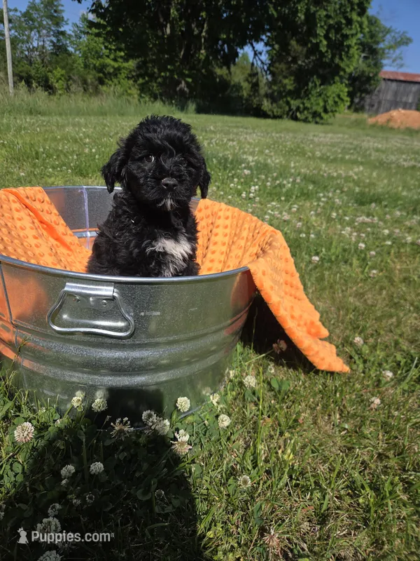 orange collar – Portuguese Water Dog puppy for sale in Glasgow, KY