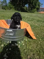 orange collar, a female Portuguese Water Dog for sale in Glasgow, KY – 1 of 6