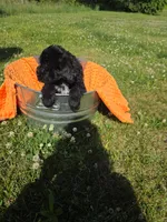 orange collar, a female Portuguese Water Dog for sale in Glasgow, KY – 2 of 6