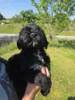 orange collar, a female Portuguese Water Dog for sale in Glasgow, KY – 3 of 6