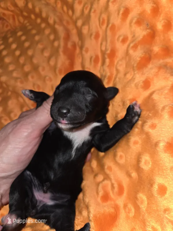 orange collar, a female Portuguese Water Dog for sale in Glasgow, KY – Photo 1 of 3