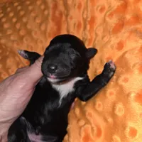 orange collar, a female Portuguese Water Dog for sale in Glasgow, KY – Photo 1 of 3