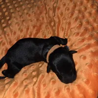 orange collar, a female Portuguese Water Dog for sale in Glasgow, KY – Photo 3 of 3
