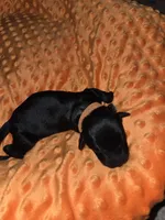 orange collar, a female Portuguese Water Dog for sale in Glasgow, KY – Photo 3 of 3