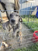 Black collar, a female Great Dane for sale in Glasgow, KY – Photo 7 of 8