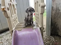 Black collar, a female Great Dane for sale in Glasgow, KY – Photo 6 of 8