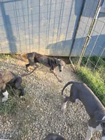 Black collar, a female Great Dane for sale in Glasgow, KY – Photo 8 of 8