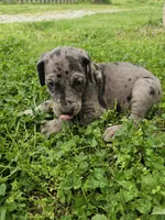 Black collar, a female Great Dane for sale in Glasgow, KY – Photo 2 of 8