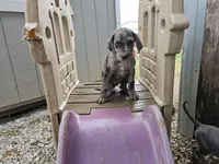 Black collar, a female Great Dane for sale in Glasgow, KY – Photo 5 of 8