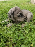 Black collar, a female Great Dane for sale in Glasgow, KY – Photo 1 of 8