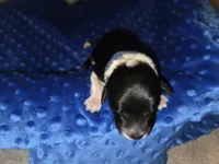 blue collar, a male Portuguese Water Dog for sale in Glasgow, KY – Photo 2 of 2