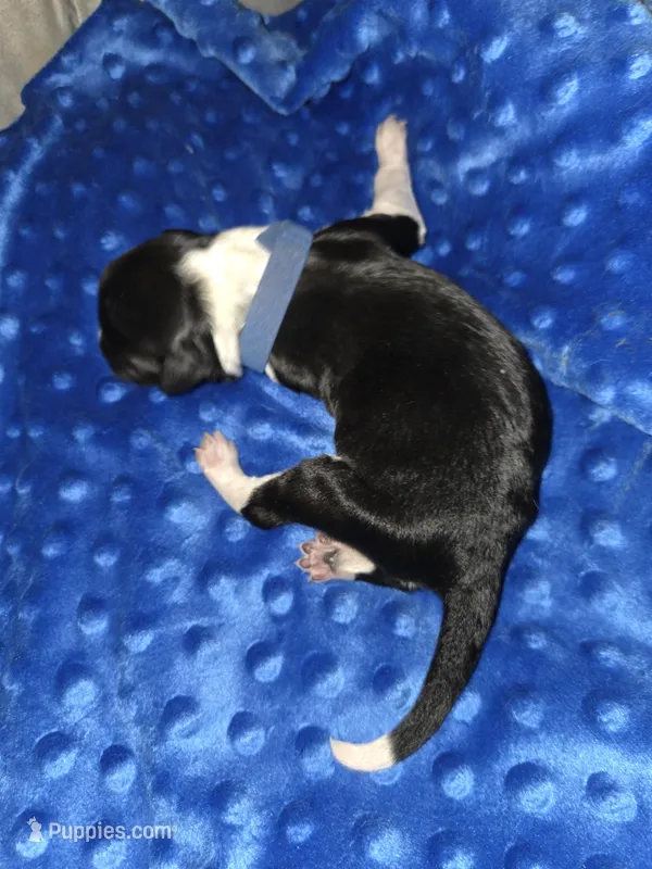 blue collar, a male Portuguese Water Dog for sale in Glasgow, KY – Photo 1 of 2