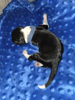 blue collar, a male Portuguese Water Dog for sale in Glasgow, KY – Photo 1 of 2