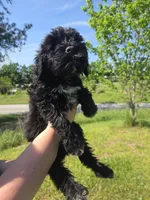 pink collar, a female Portuguese Water Dog for sale in Glasgow, KY – 3 of 5