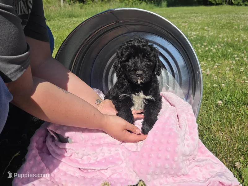 pink collar – Portuguese Water Dog puppy for sale in Glasgow, KY