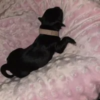 pink collar, a female Portuguese Water Dog for sale in Glasgow, KY – Photo 2 of 2