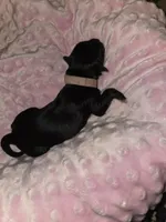 pink collar, a female Portuguese Water Dog for sale in Glasgow, KY – Photo 2 of 2