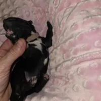 pink collar, a female Portuguese Water Dog for sale in Glasgow, KY – Photo 1 of 2