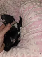 pink collar, a female Portuguese Water Dog for sale in Glasgow, KY – Photo 1 of 2