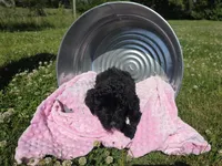 pink collar, a female Portuguese Water Dog for sale in Glasgow, KY – 2 of 5