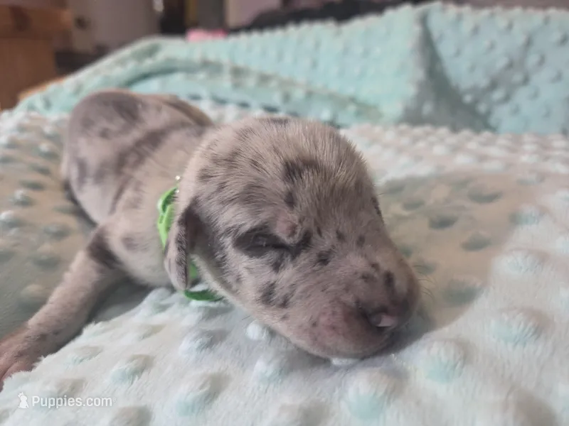 Lt green collar – Great Dane puppy for sale in Glasgow, KY