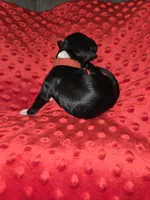 red collar, a female Portuguese Water Dog for sale in Glasgow, KY – Photo 2 of 3