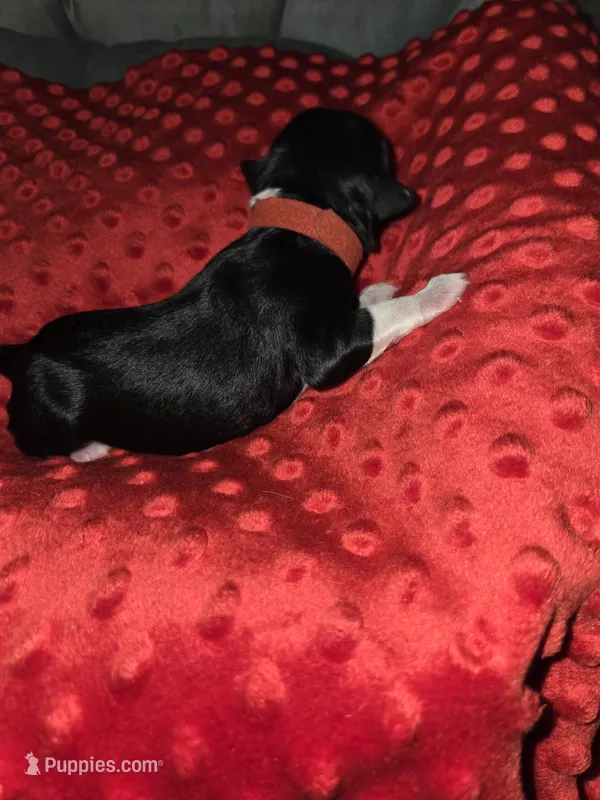 red collar, a female Portuguese Water Dog for sale in Glasgow, KY – Photo 1 of 3