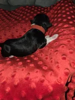 red collar, a female Portuguese Water Dog for sale in Glasgow, KY – Photo 1 of 3