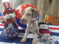 lavender collar, a female Great Dane for sale in Glasgow, KY – 1 of 1