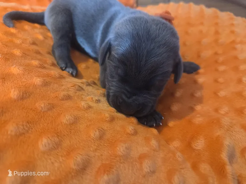 Orange collar – Great Dane puppy for sale in Glasgow, KY