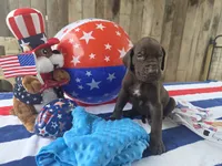 lt blue collar, a male Great Dane for sale in Glasgow, KY – 1 of 1