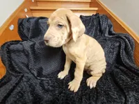 Lavender collar, a female Great Dane for sale in Glasgow, KY – Photo 3 of 7