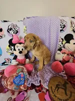 Lavender collar, a female Great Dane for sale in Glasgow, KY – Photo 1 of 7