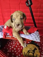 Lavender collar, a female Great Dane for sale in Glasgow, KY – Photo 7 of 7