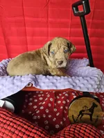 Lavender collar, a female Great Dane for sale in Glasgow, KY – Photo 6 of 7