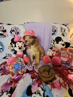 Lavender collar, a female Great Dane for sale in Glasgow, KY – Photo 2 of 7