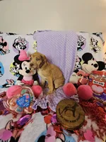 Lavender collar, a female Great Dane for sale in Glasgow, KY – Photo 4 of 7