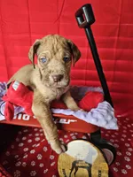 Lavender collar, a female Great Dane for sale in Glasgow, KY – Photo 5 of 7