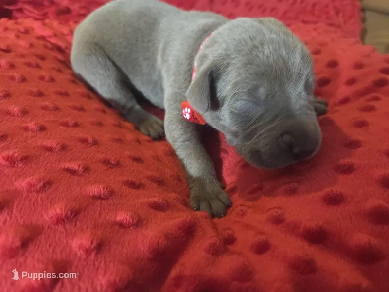 Red collar – Great Dane puppy for sale in Glasgow, KY