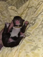 yellow collar, a male Portuguese Water Dog for sale in Glasgow, KY – Photo 1 of 3