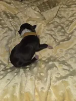 yellow collar, a male Portuguese Water Dog for sale in Glasgow, KY – Photo 2 of 3