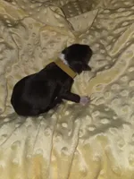 yellow collar, a male Portuguese Water Dog for sale in Glasgow, KY – Photo 3 of 3