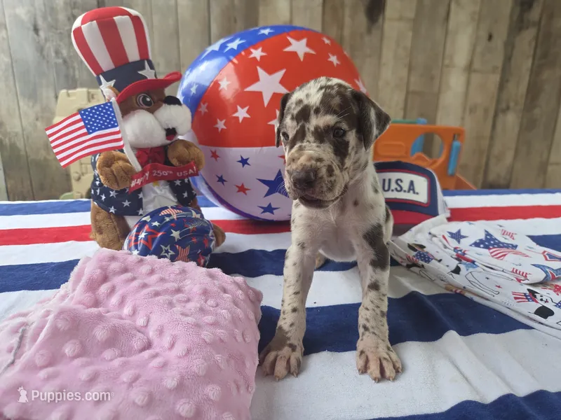 pink collar – Great Dane puppy for sale in Glasgow, KY