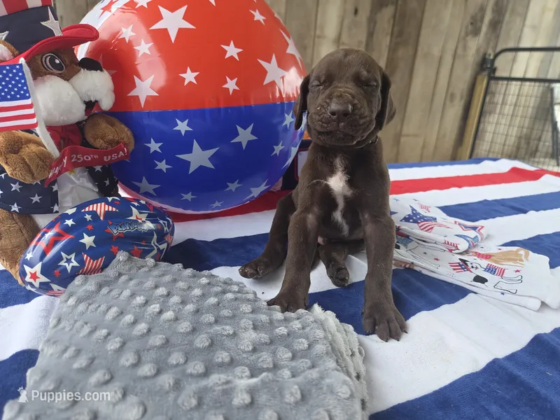 gray collar – Great Dane puppy for sale in Glasgow, KY