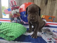 green coller, a male Great Dane for sale in Glasgow, KY – 1 of 1
