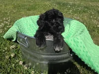 green coller, a female Portuguese Water Dog for sale in Glasgow, KY – 2 of 7