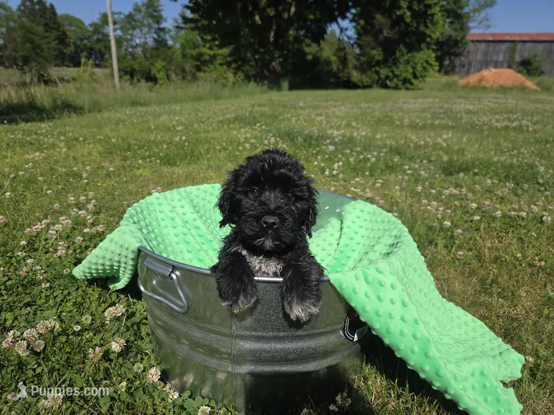 green coller – Portuguese Water Dog puppy for sale in Glasgow, KY