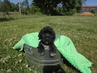 green coller, a female Portuguese Water Dog for sale in Glasgow, KY – 1 of 7