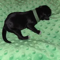 green coller, a female Portuguese Water Dog for sale in Glasgow, KY – Photo 4 of 4